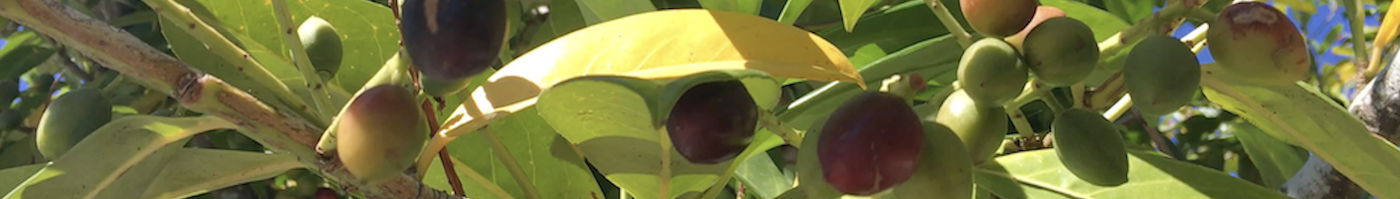 Detail of the leaves and fruits of a typical Mediterranean tree, photo